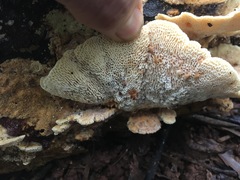 Elmerina cladophora