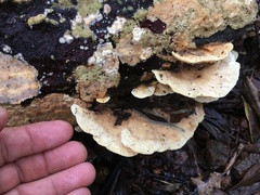 Elmerina cladophora