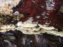 Elmerina cladophora
