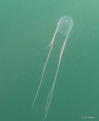 Carybdea marsupialis