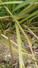 Dietes bicolor bicolor