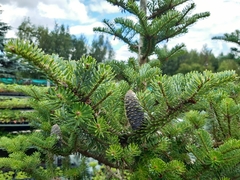 Abies koreana