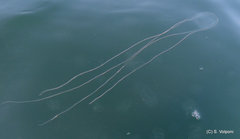 Carybdea marsupialis