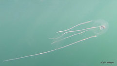 Carybdea marsupialis