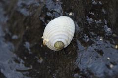 Nerita plicata