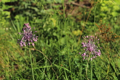 Allium carinatum pulchellum