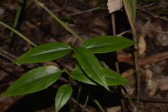 Petermannia cirrosa