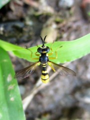 Conopini