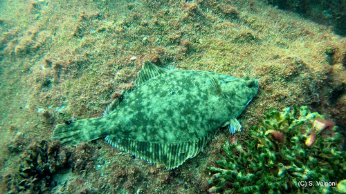 European Flounder
