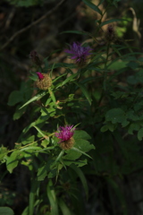 Centaurea rhaetica