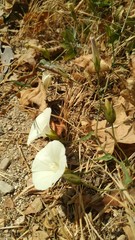 Calystegia macrostegia arida