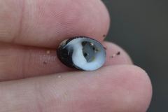 Neripteron neglectum