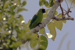 Eunymphicus uvaeensis