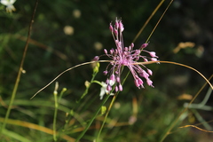 Allium carinatum pulchellum