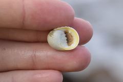 Nerita plicata