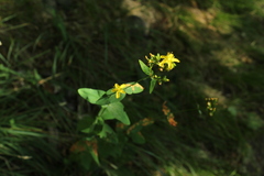 Hypericum montanum