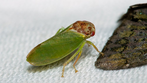 Bythoscopus observed 2020-07-31