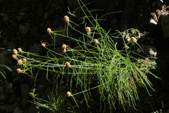 Phyteuma scheuchzeri