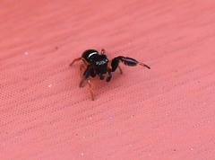 Harmochirus brachiatus