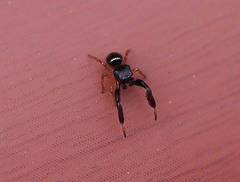 Harmochirus brachiatus