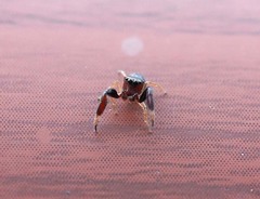 Harmochirus brachiatus