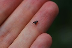 Harmochirus brachiatus