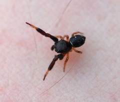 Harmochirus brachiatus