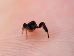 Harmochirus brachiatus