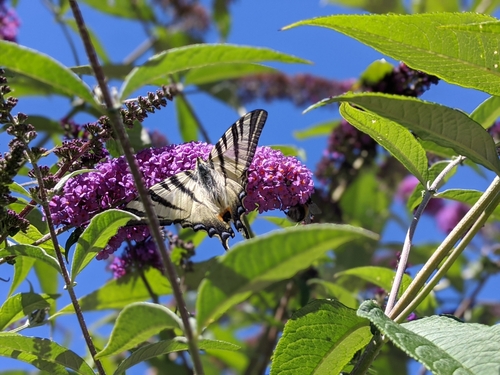 Iphiclides podalirius