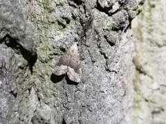 Schrankia taenialis