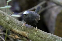 Scytalopus magellanicus