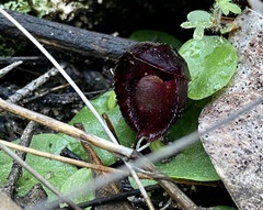 Corybas recurvus