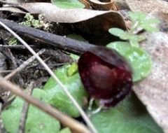 Corybas recurvus