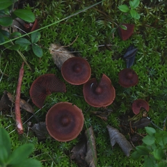 Cortinarius vitiosus