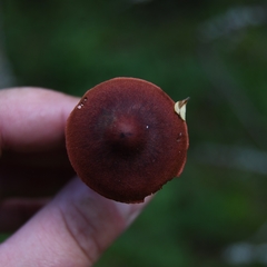 Cortinarius vitiosus
