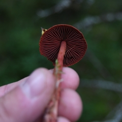 Cortinarius vitiosus