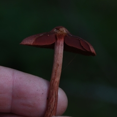 Cortinarius vitiosus