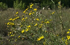 Jacobaea borysthenica
