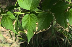 Ascochyta asclepiadearum