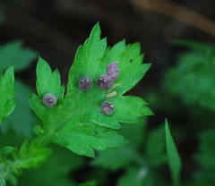 Rhopalomyia yomogicola