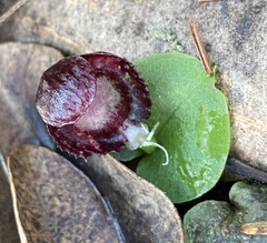 Corybas recurvus