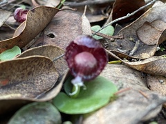 Corybas recurvus