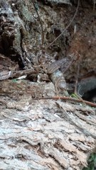 Pleioplectron simplex