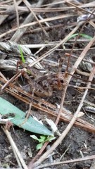 Pleioplectron simplex