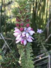 Philotheca buxifolia