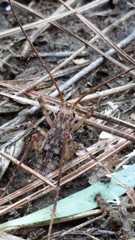 Pleioplectron simplex