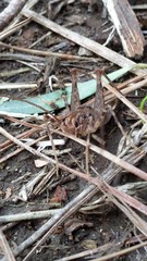 Pleioplectron simplex