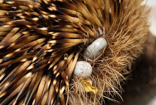 hedgehog tick