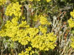 Oligogonum