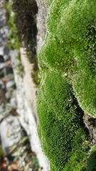 Bryum argenteum